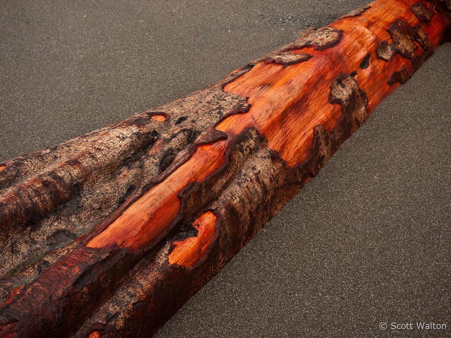 red-cedar-log-rialto-beach-olympic-national-park-washington.jpg