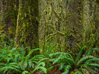 ferns-moss-quinalt-rain-forest-olympic-national-park-washington.jpg