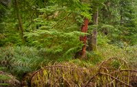 forest-detail-olympic-national-park-washington.jpg