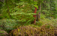 forest-detail-olympic-national-park-washington.jpg