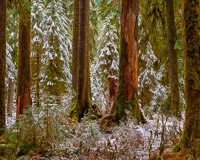 fresh-snow-hoh-rain-forest-olympic-national-park-washington.jpg