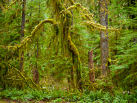 graceful-tree-hoh-rain-forest-olympic-national-park-washington.jpg