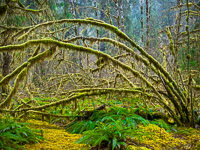 moss-and-ferns-hoh-rain-forest-olympic-national-park-washington.jpg