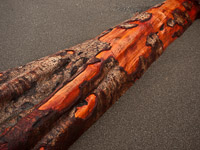 red-cedar-log-rialto-beach-olympic-national-park-washington.jpg