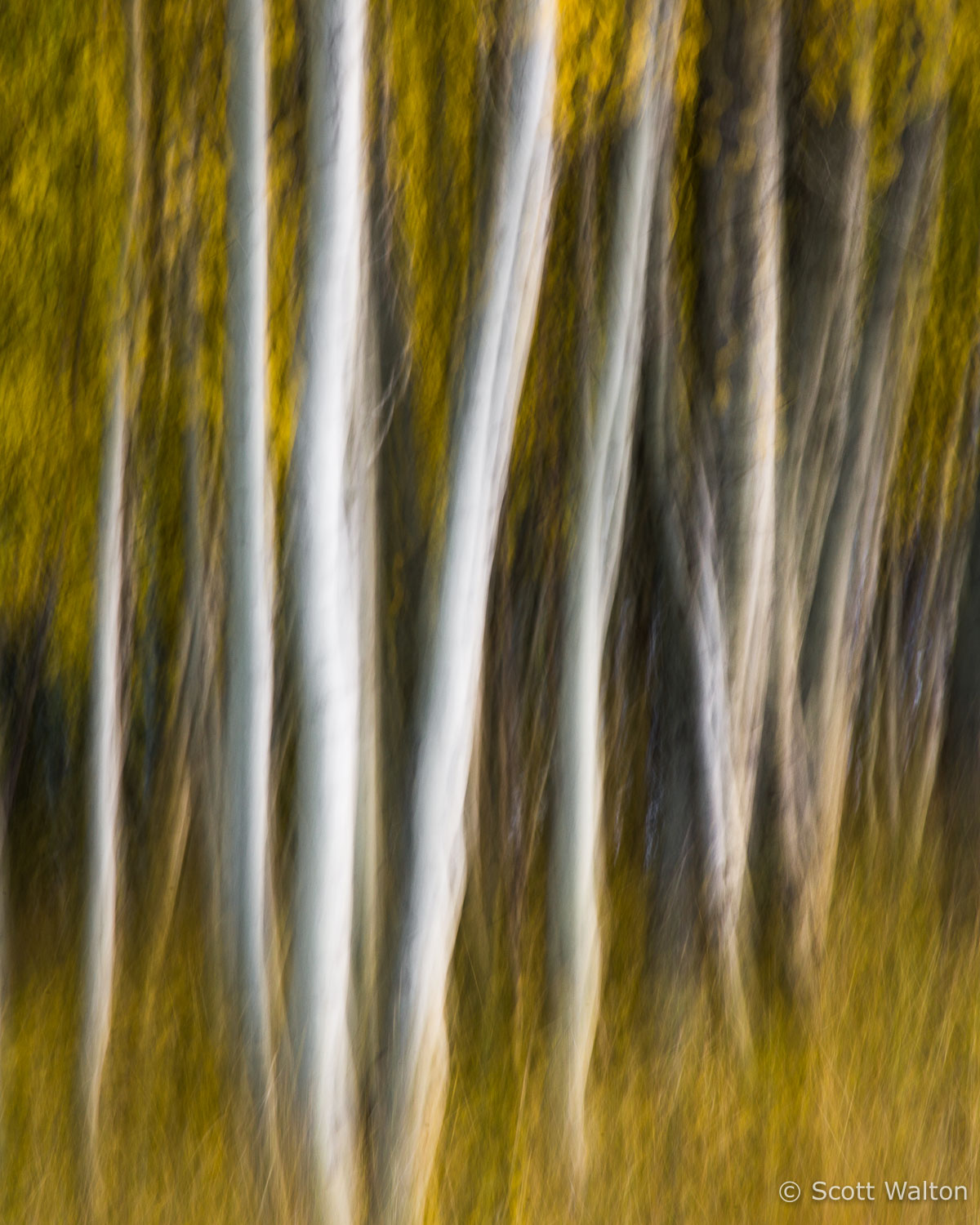 aspen-blur-rush-creek-eastern-sierra-california.jpg