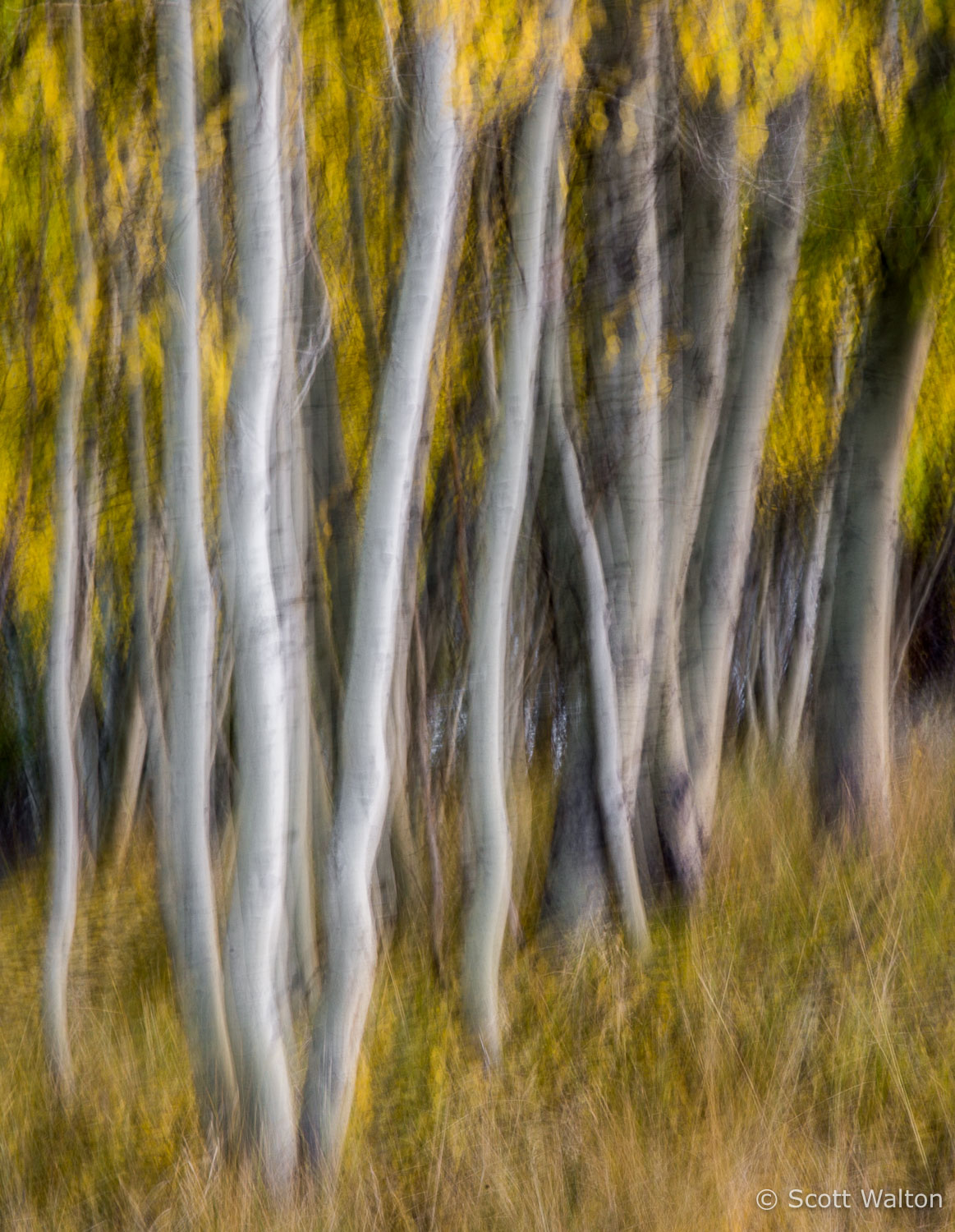 aspen-group-blur-rush-creek-eastern-sierra-california.jpg