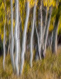 aspen-group-blur-rush-creek-eastern-sierra-california.jpg