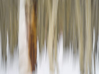 motion-blur-abstract-impression_IGP1865.jpg