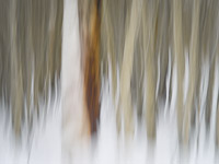 motion-blur-abstract-impression_IGP1887.jpg