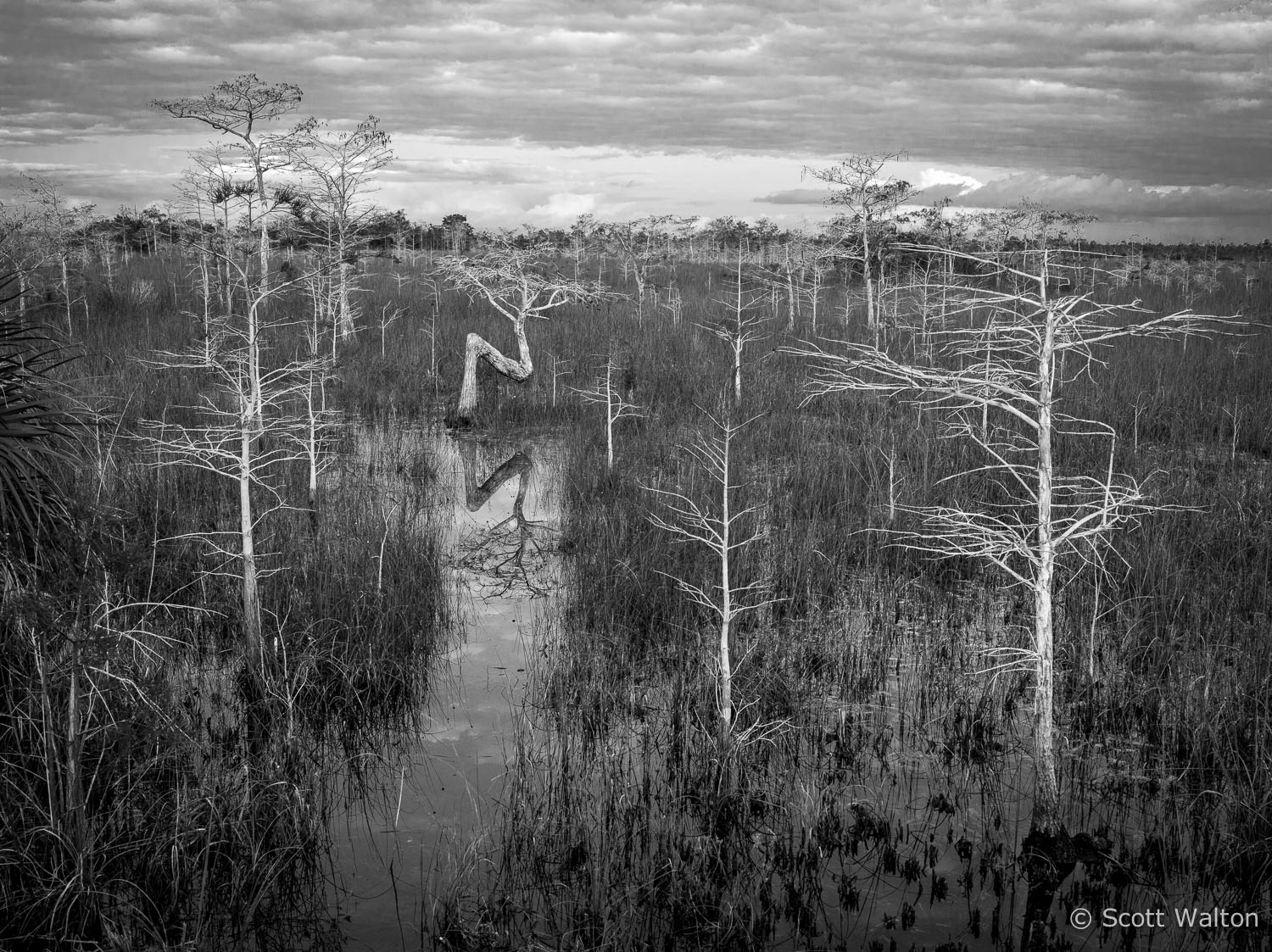 bent-dwarf-cypress-horiz-bw-everglades-national-park-florida.jpg