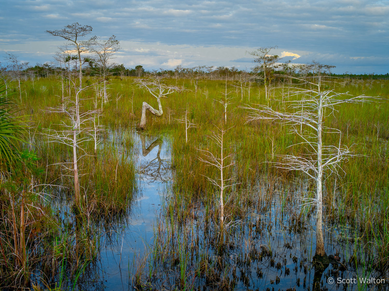 bent-dwarf-cypress-horiz-color-everglades-national-park-florida.jpg