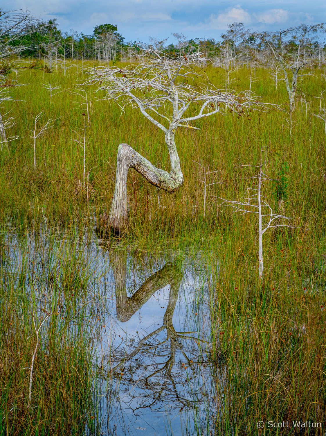 bent-dwarf-cypress-vert-color-everglades-national-park-florida.jpg