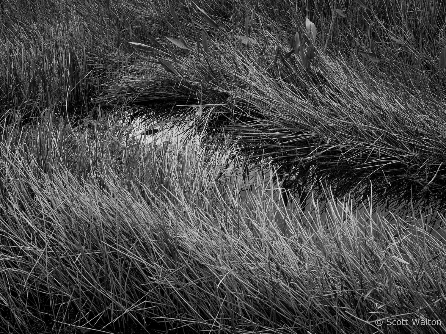 grass-patterns-everglades-national-park-florida.jpg