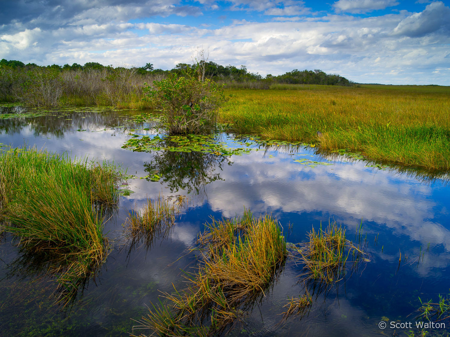 grasses-reflections-everglades-national-park-florida.jpg