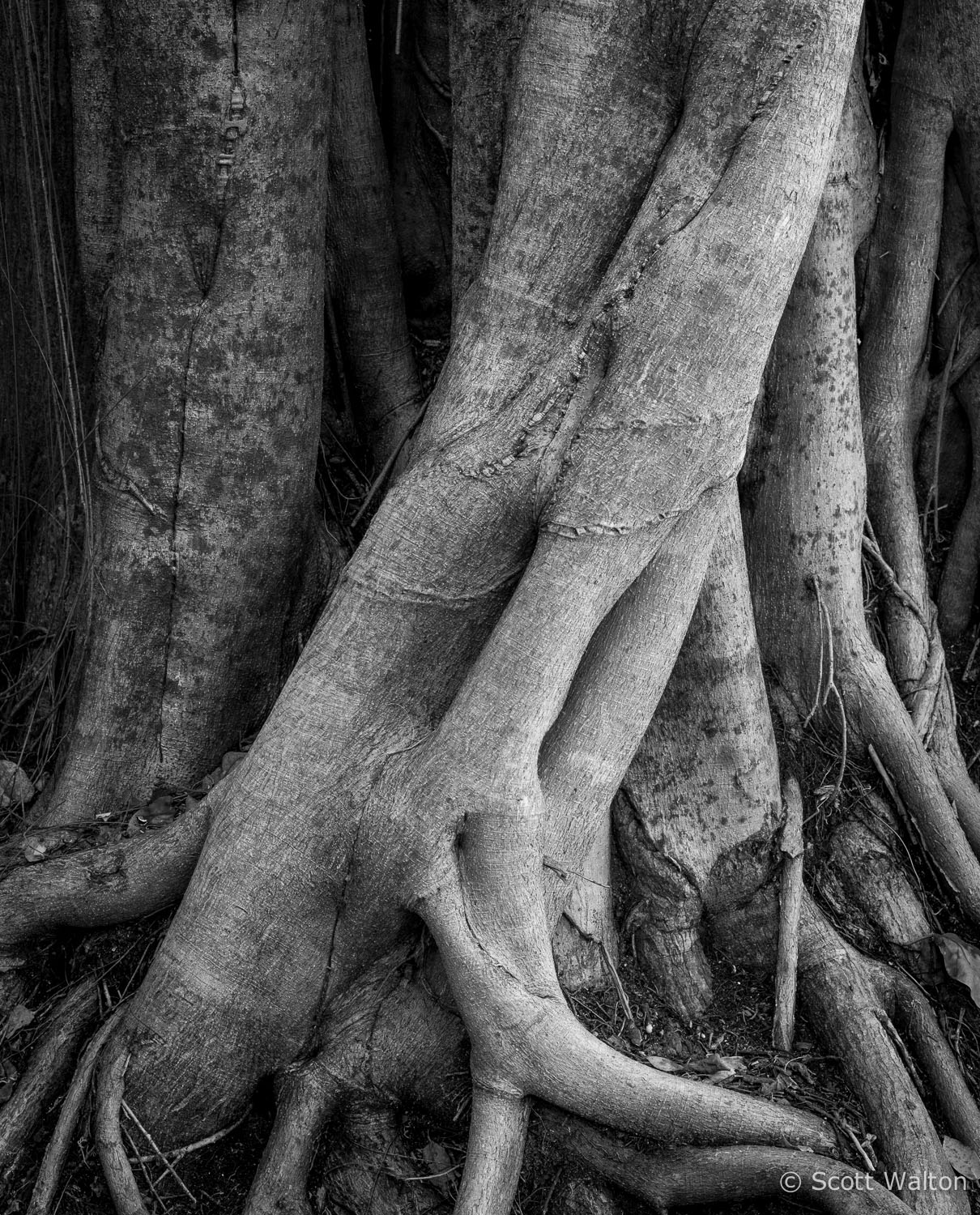 gumbo-limbo-trail-everglades-national-park-florida.jpg