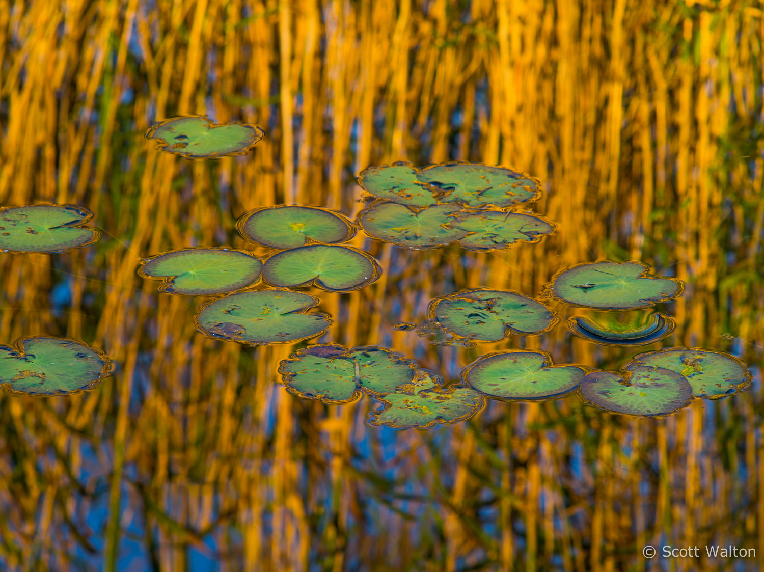 lilypads-reflections-everglades-national-park-florida.jpg