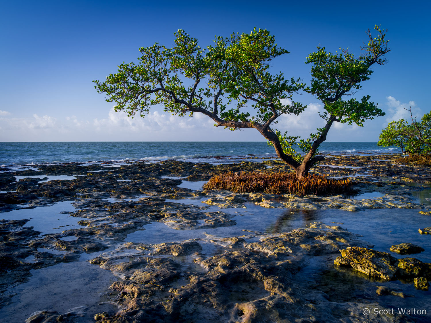 mangrove-rocks-spanish-harbor-key-florida.jpg