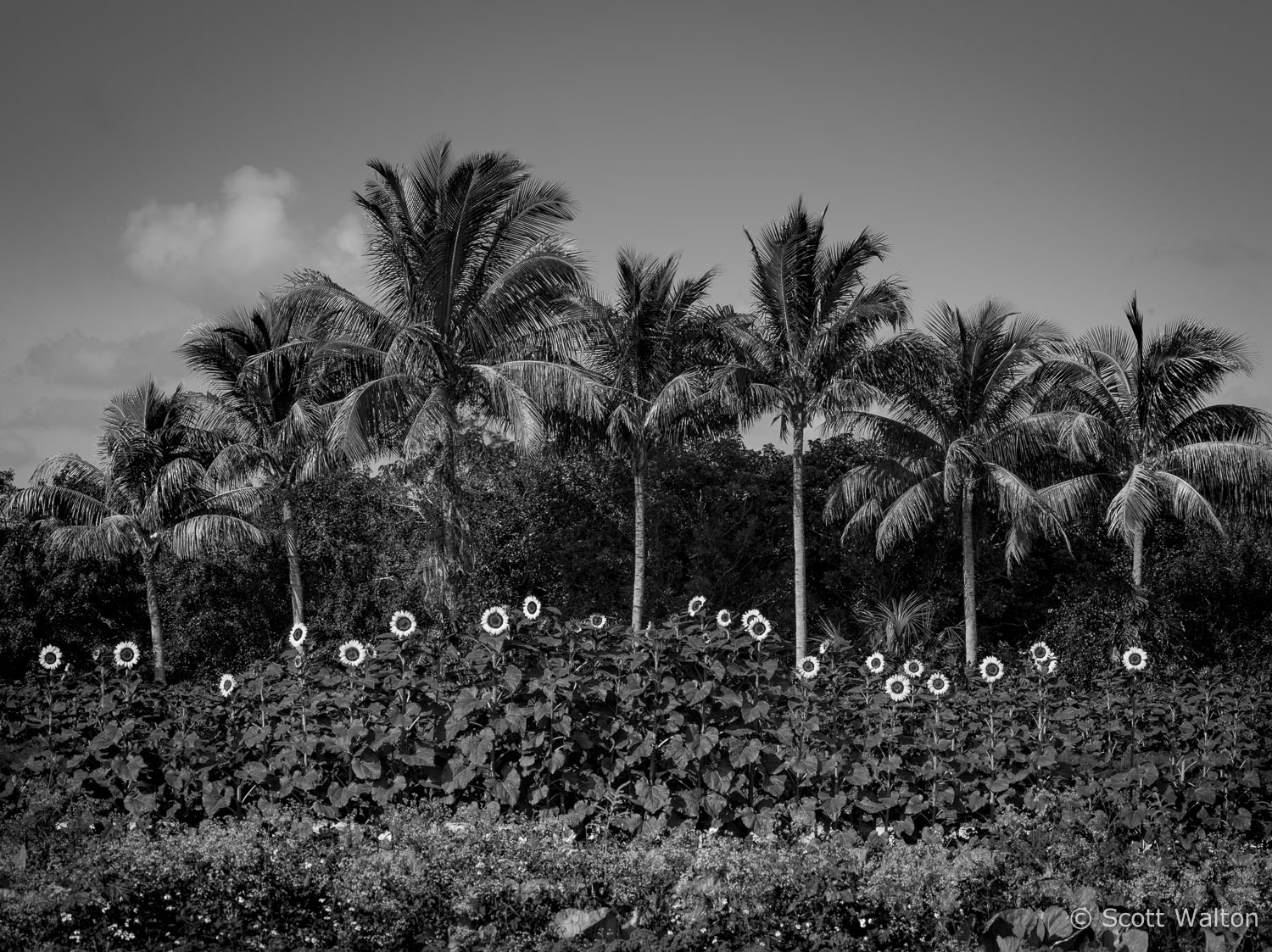 palms-sunflowers-color-pano-homestead-florida.jpg