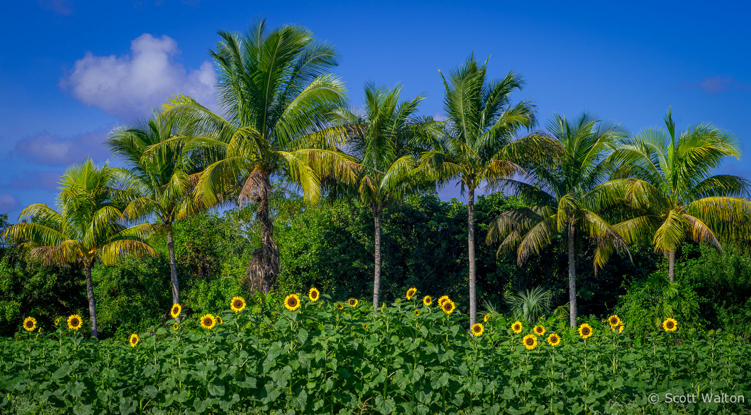 palms-sunflowers-color-pano-homestead-florida_v1.jpg