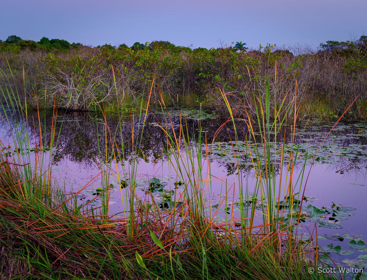 reeds-dawn-everglades-national-park-florida.jpg