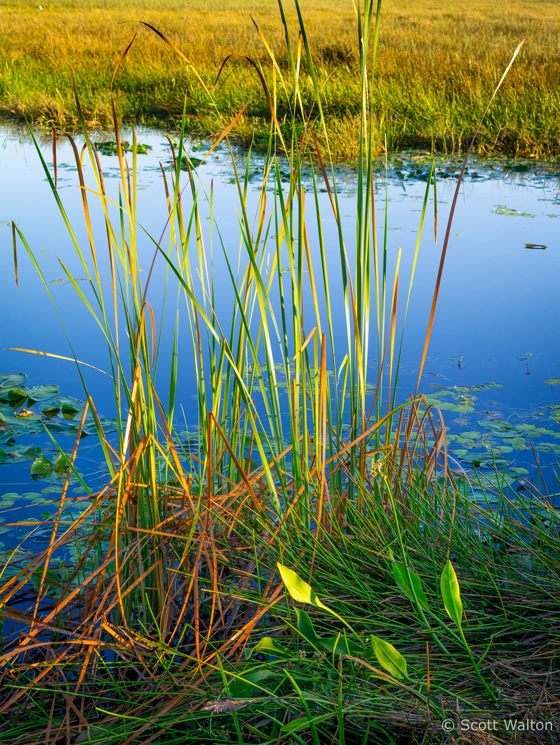 reeds-sunrise-everglades-national-park-florida.jpg