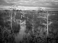 bent-dwarf-cypress-horiz-bw-everglades-national-park-florida.jpg