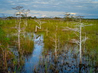 bent-dwarf-cypress-horiz-color-everglades-national-park-florida.jpg