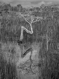 bent-dwarf-cypress-vert-bw-everglades-national-park-florida.jpg