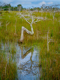 bent-dwarf-cypress-vert-color-everglades-national-park-florida.jpg