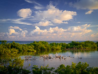 great-white-heron-national-wildlife-refuge-2-ohio-key-florida.jpg