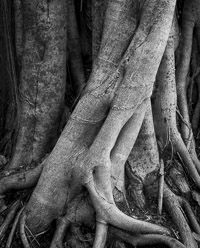 gumbo-limbo-trail-everglades-national-park-florida.jpg