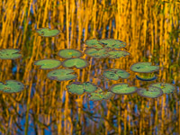 lilypads-reflections-everglades-national-park-florida.jpg