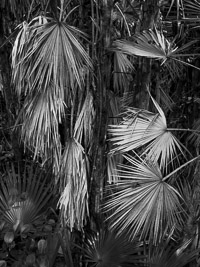 mahogany-hammock-trail-everglades-national-park-florida.jpg