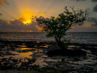 mangrove-sunrise-spanish-harbor-key-florida.jpg