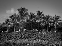 palms-sunflowers-color-pano-homestead-florida.jpg