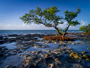 Everglades / Keys