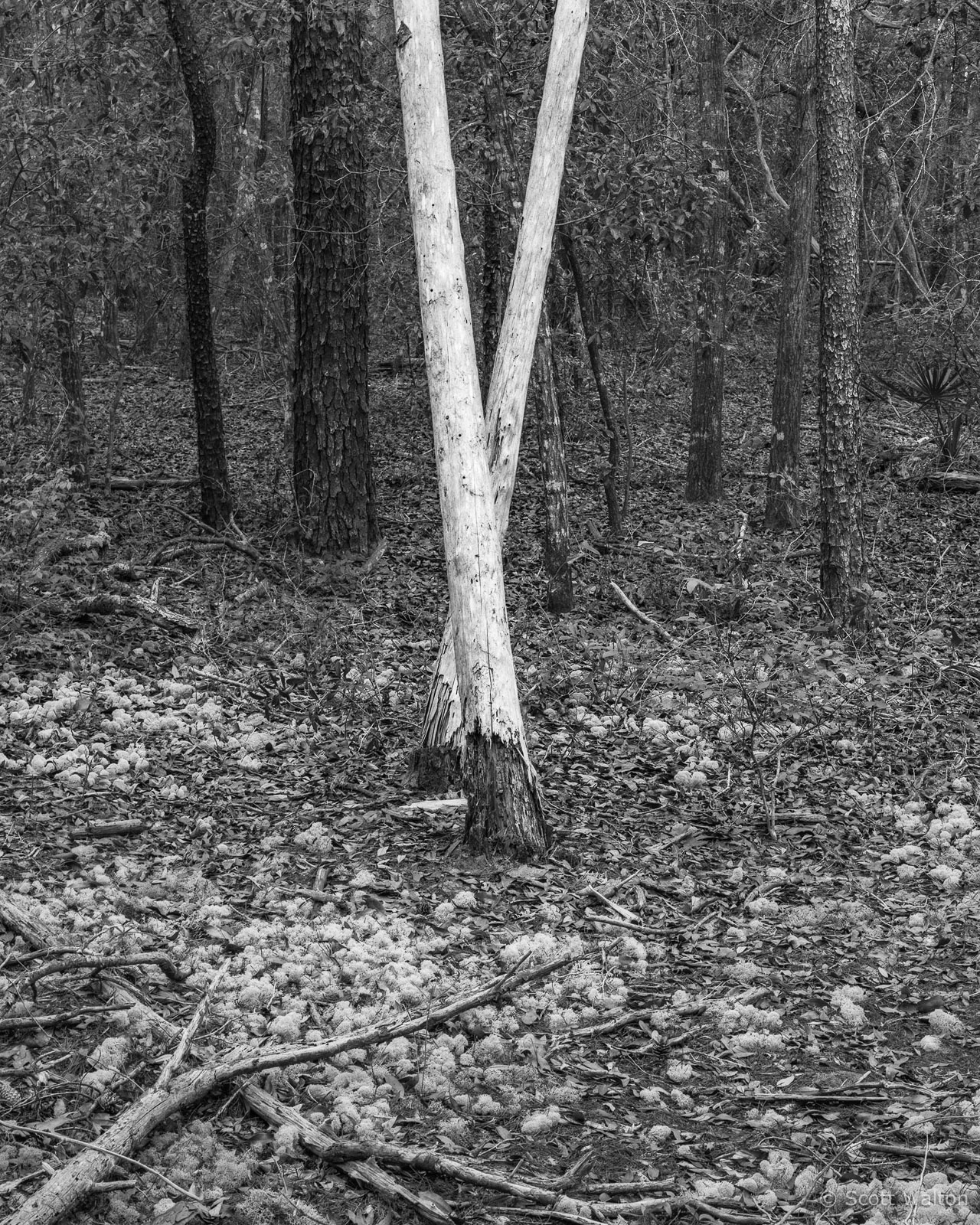 ChipLoopForest-V-Trees-03-tmax100.jpg
