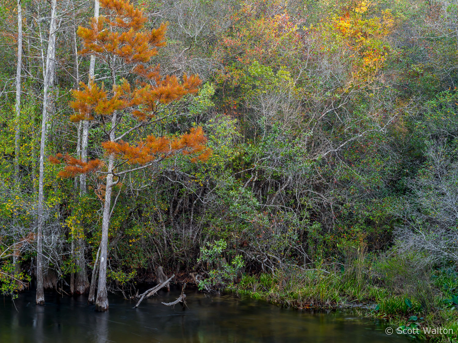 Cypress-Fall-Forest-Turkey-Creek-Nature-Trail-Park-Niceville-Florida.jpg