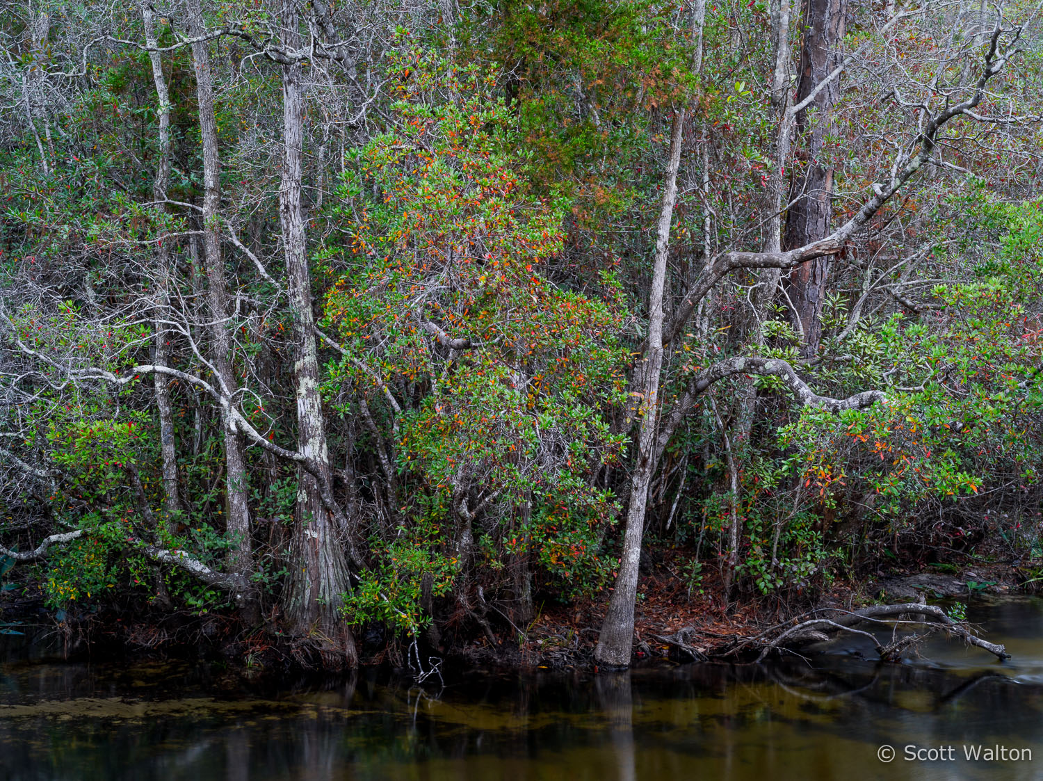Fall-Color-Along-Turkey-Creek-Niceville-Florida.jpg