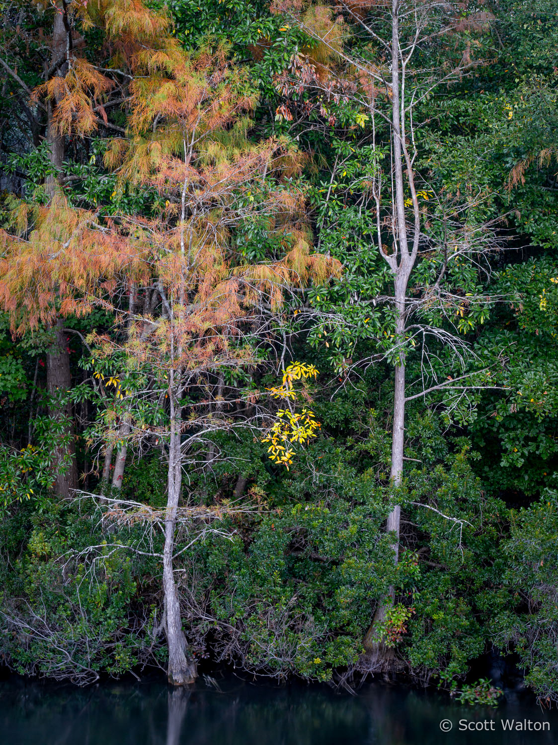 Fall_Cypress_Turkey_Creek_Nature_Trail_Park_Niceville_Florida.jpg