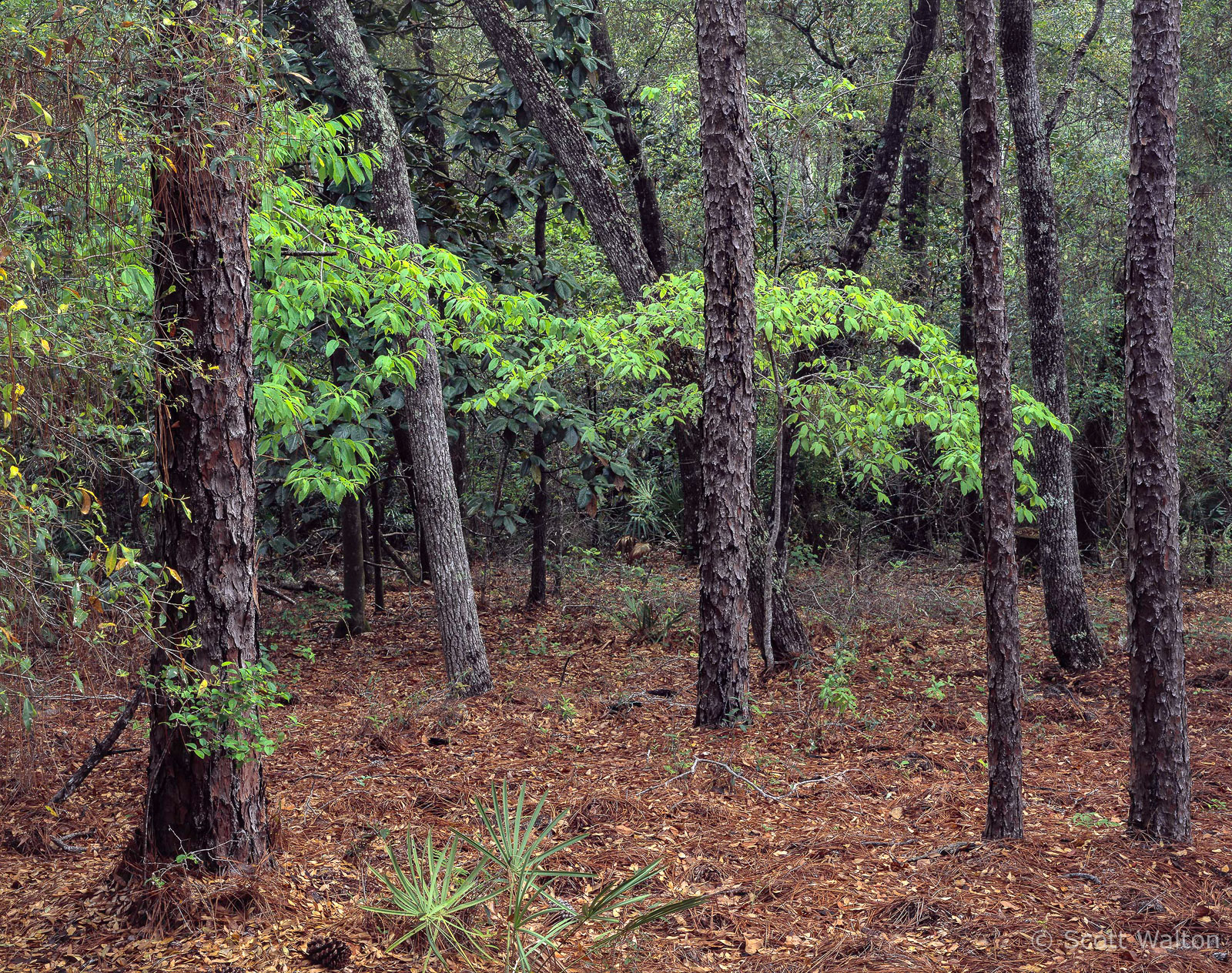 Hwy-85-Spring-Foliage-Okaloosa-County-Eglin-Reservation.jpg