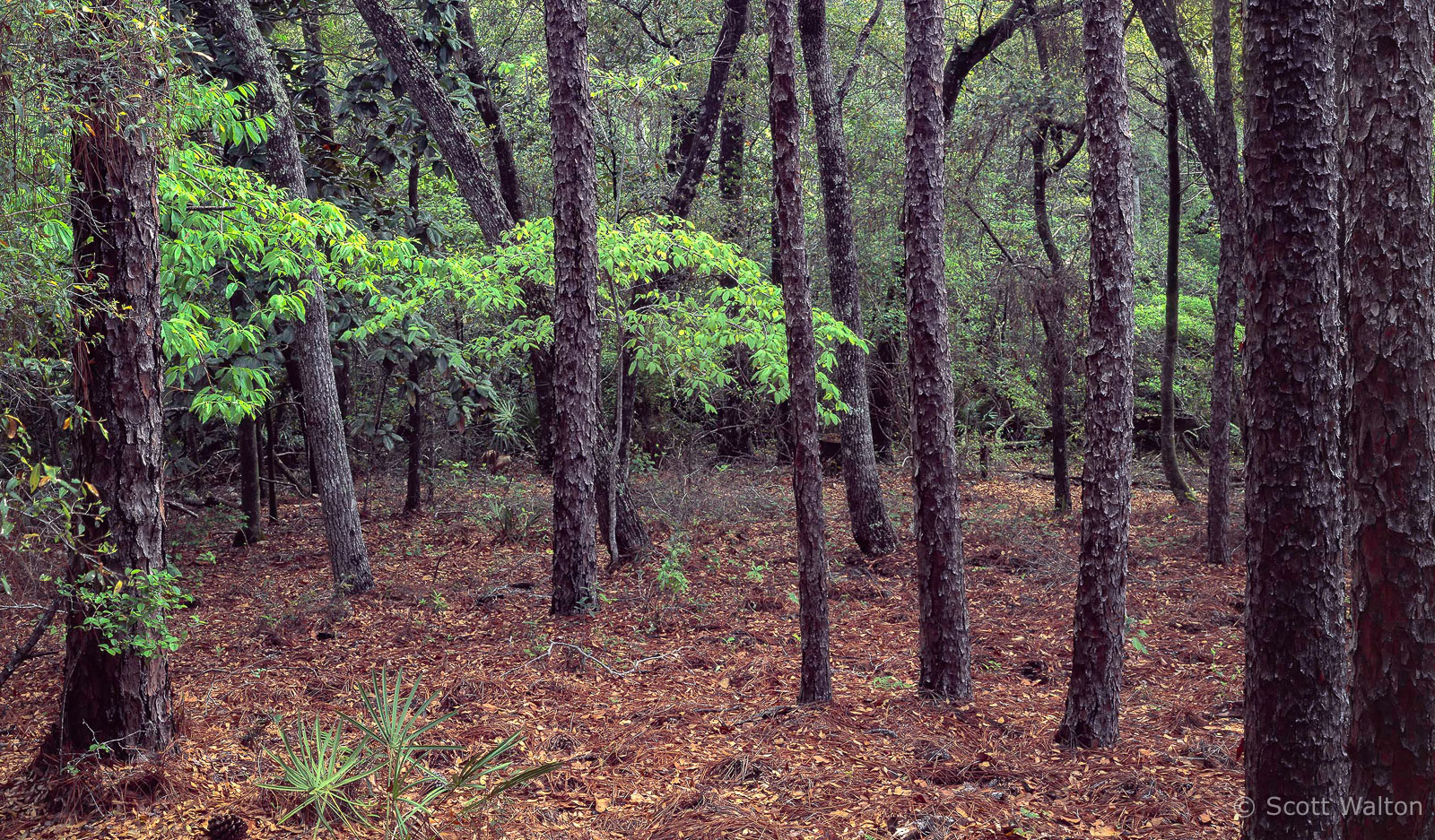 Hwy-85-Spring-Foliage-pano-Okaloosa-County-Eglin-Reservation.jpg