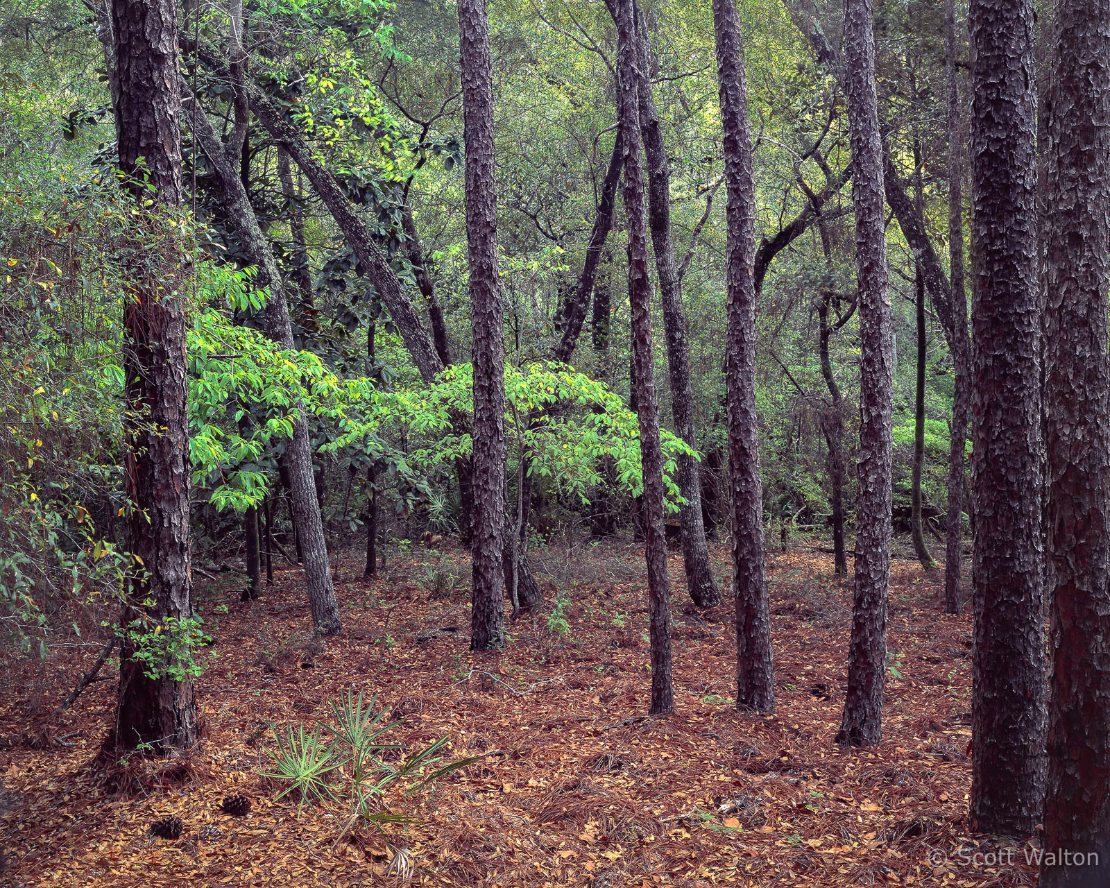 Hwy-85-Spring-Foliage-wider-Okaloosa-County-Eglin-Reservation.jpg