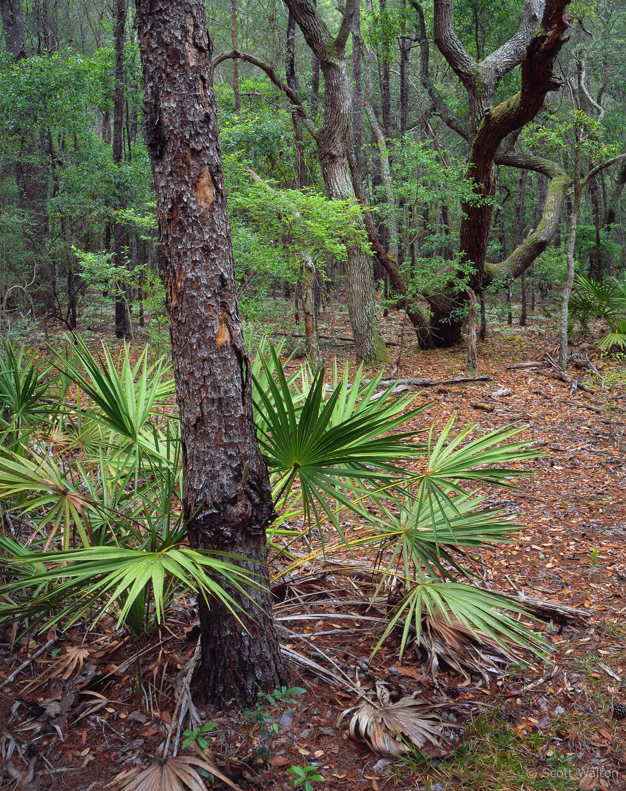 TreePalmettosCurvedBranches-homescan-Provia100.jpg