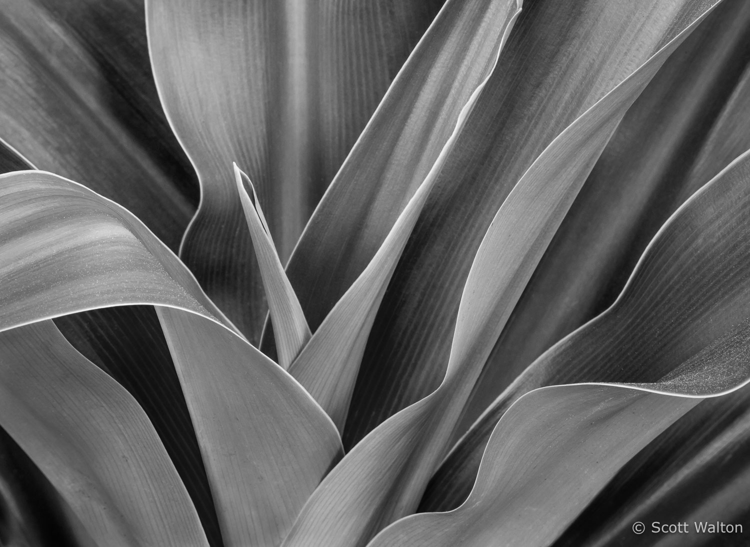 botanical-detail-orlando-florida.jpg