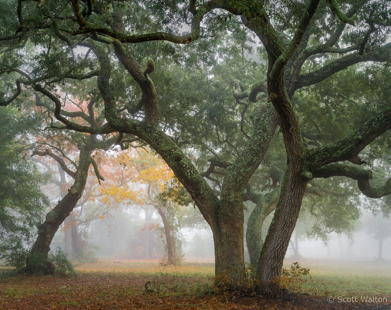 fall-color-fog-maxwell-gunter-recreation-area-niceville-florida.jpg