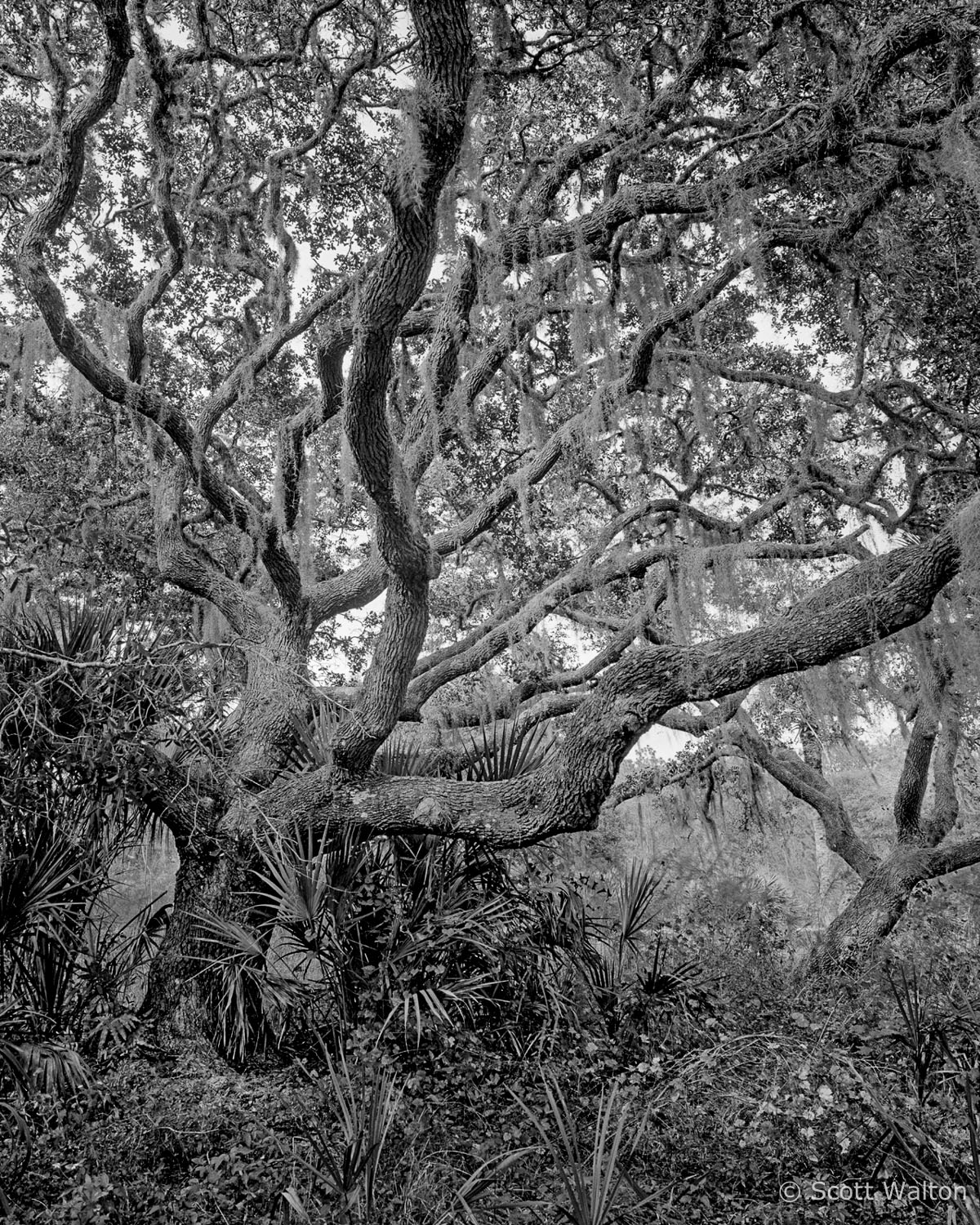 hanging-moss-mayakka-river-state-park-sarasota-florida.jpg