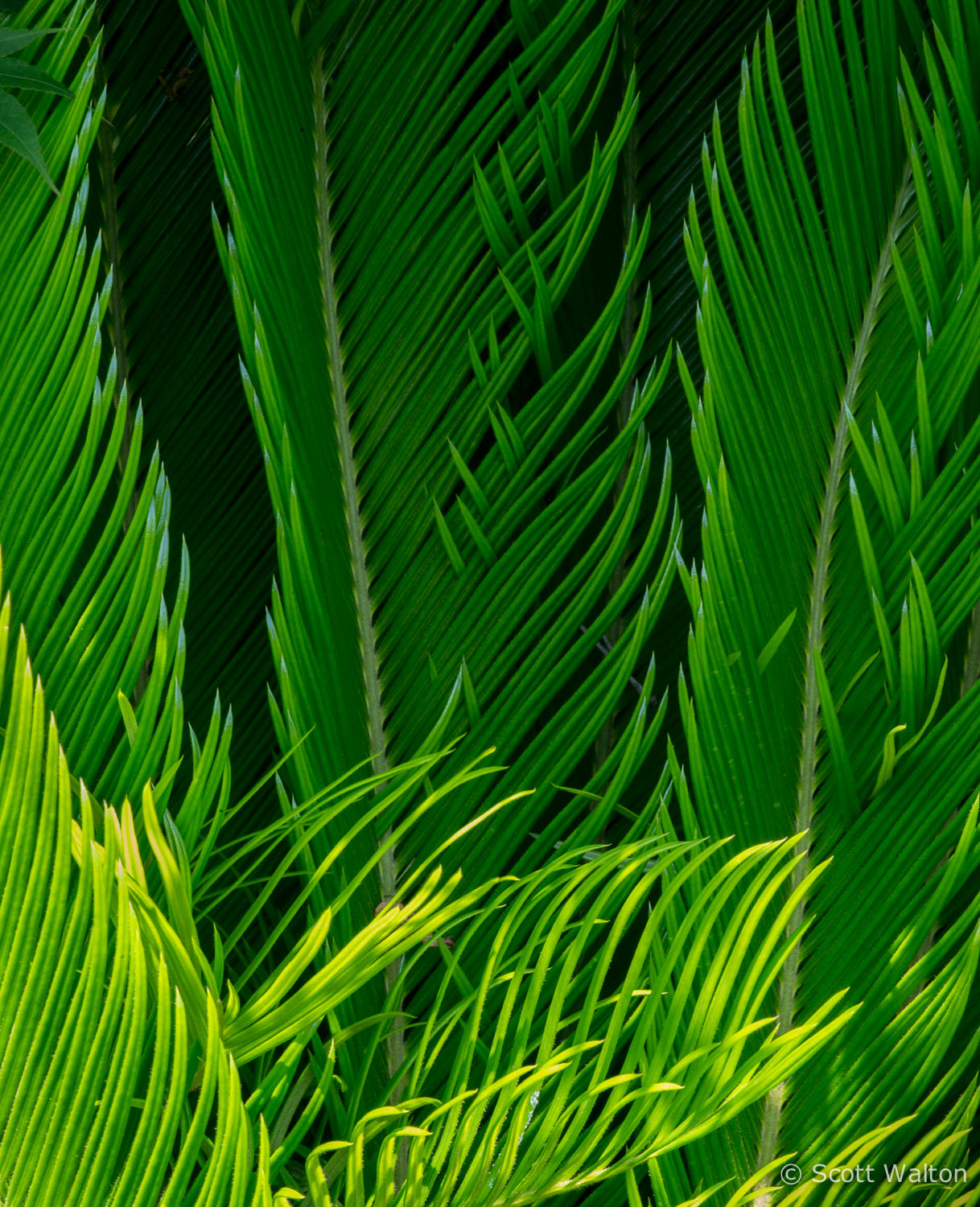 king-sego-palm-detail-color-niceville.jpg