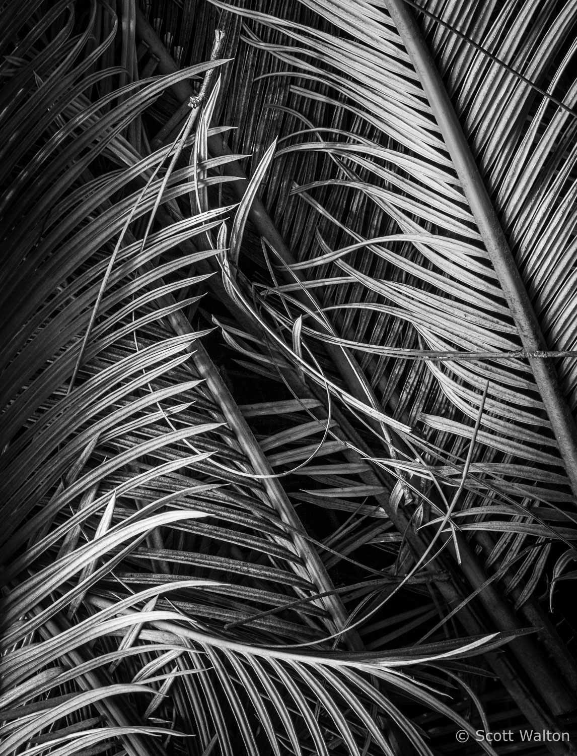 king-sego-palm-leaves-detail-close-niceville-florida.jpg