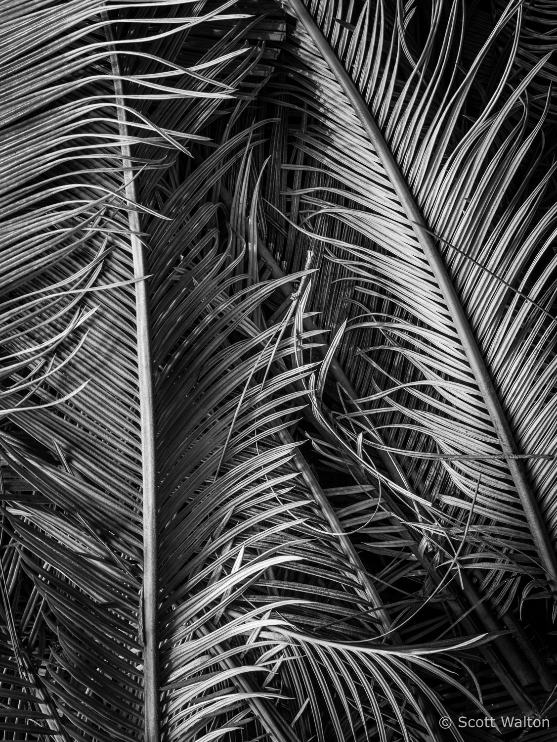 king-sego-palm-leaves-detail-niceville-florida.jpg
